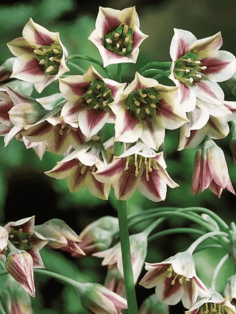 Лук декоративный  Nectaroscordum Siculum