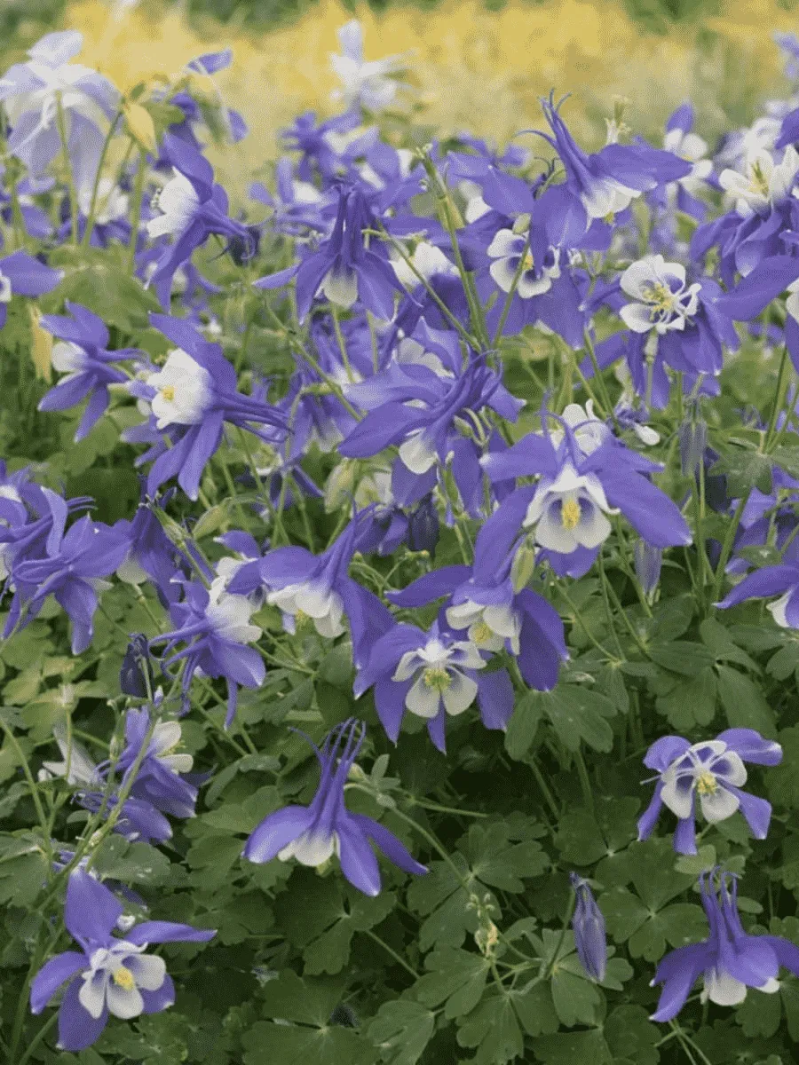 Аквилегия вееровидная Spring Magic  Navy And White