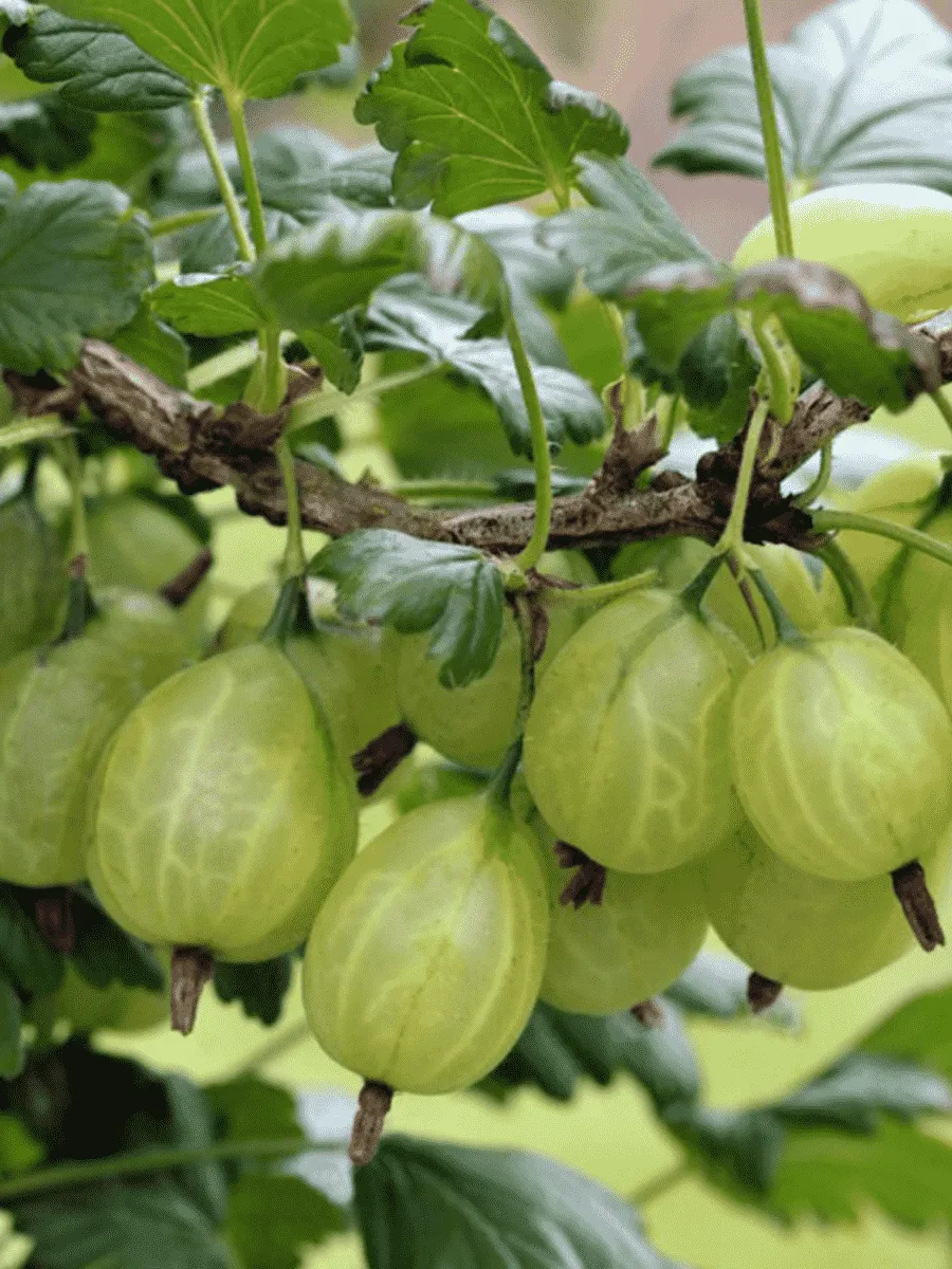 Крыжовник Белый Триумф (Лакшинский) на Штамбе