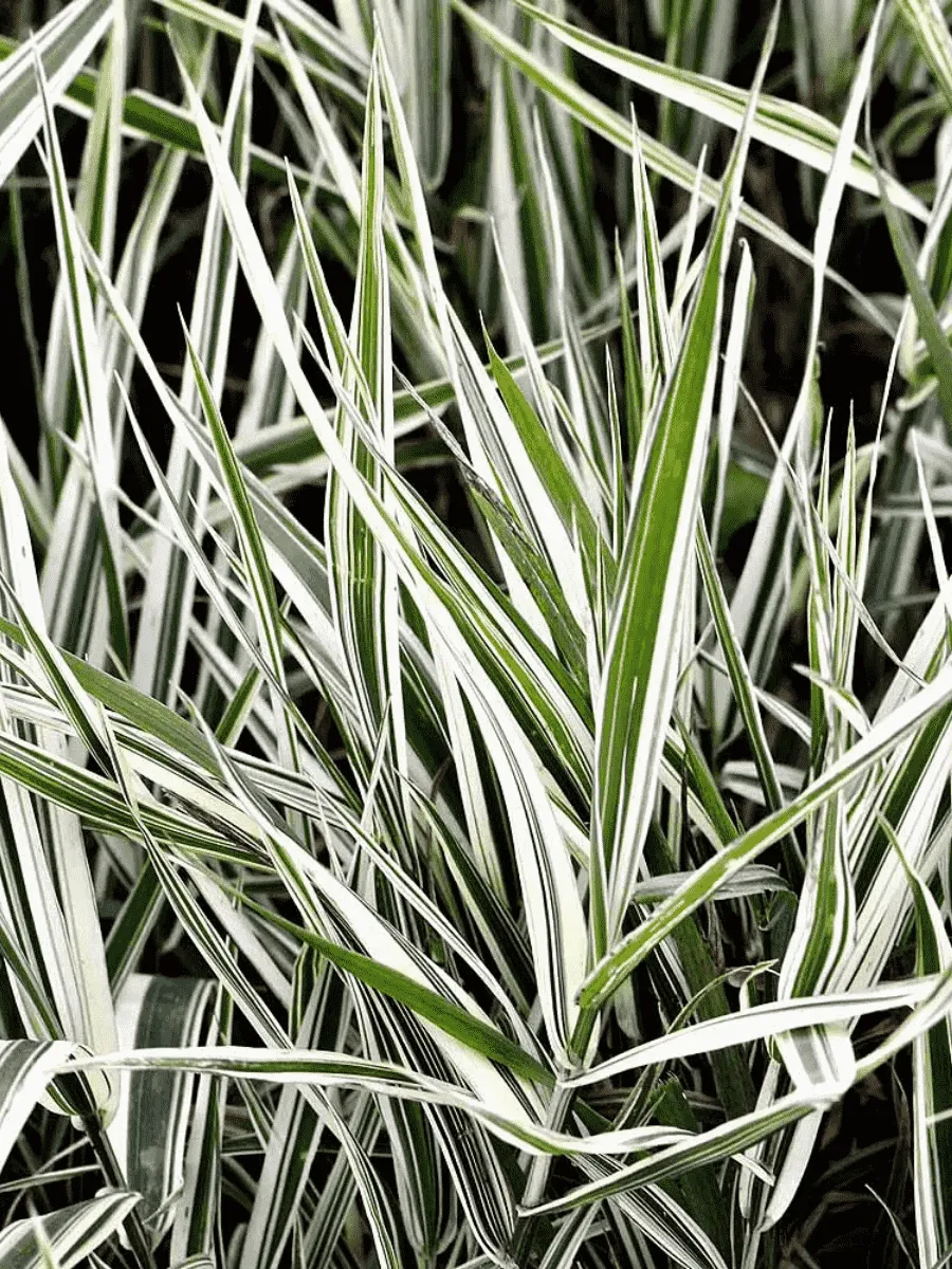 Фалярис тростниковый Elegantissima