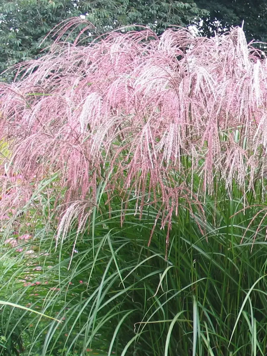 Мискантус китайский Flamingo