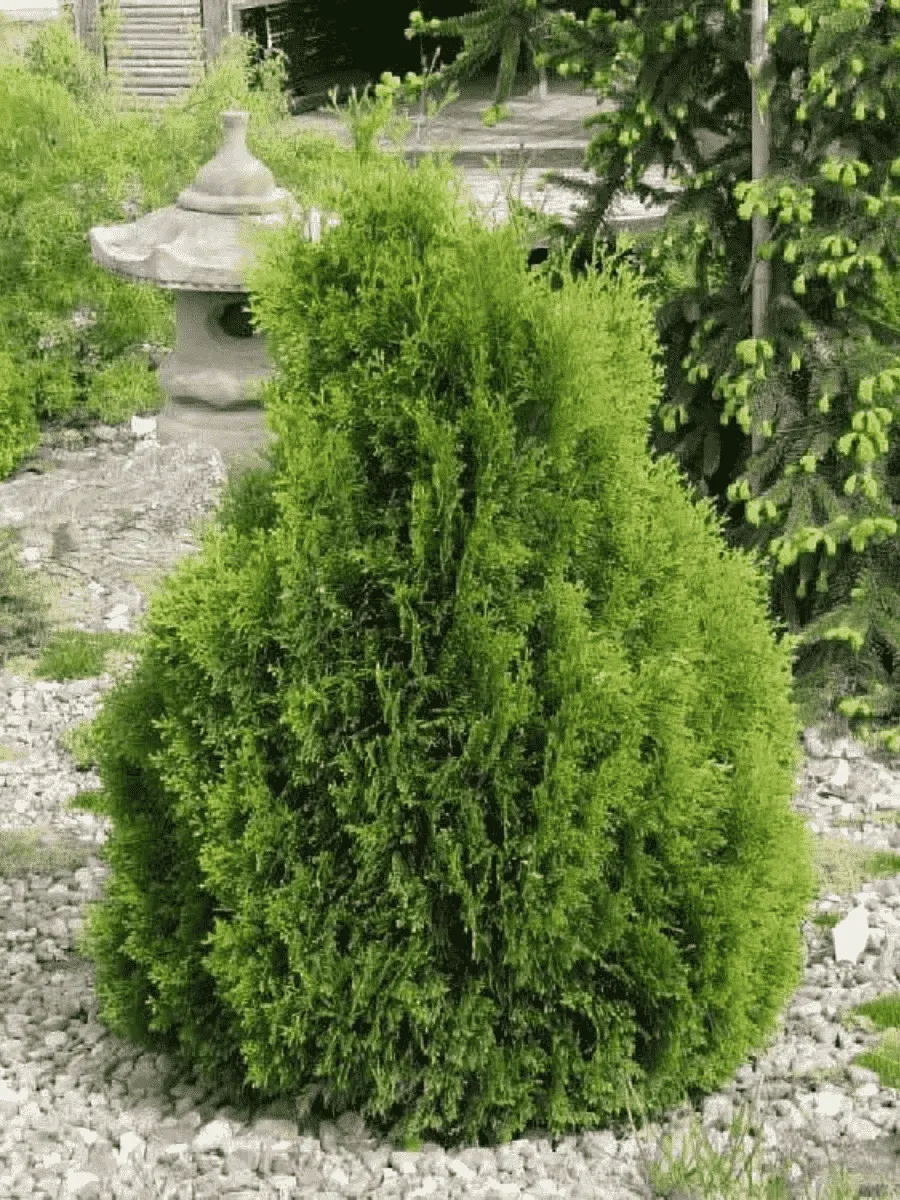 Туя западная Miky