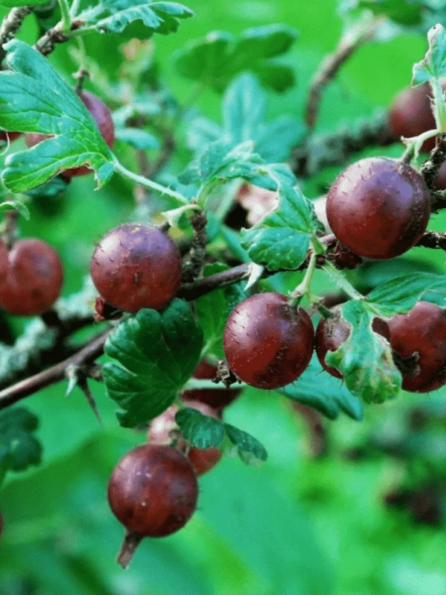 Крыжовник обыкновенный Сириус