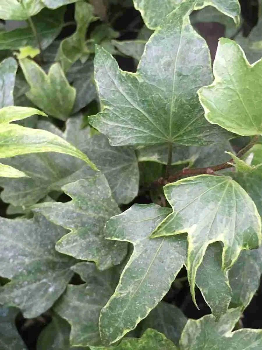 Плющ обыкновенный White Ripple