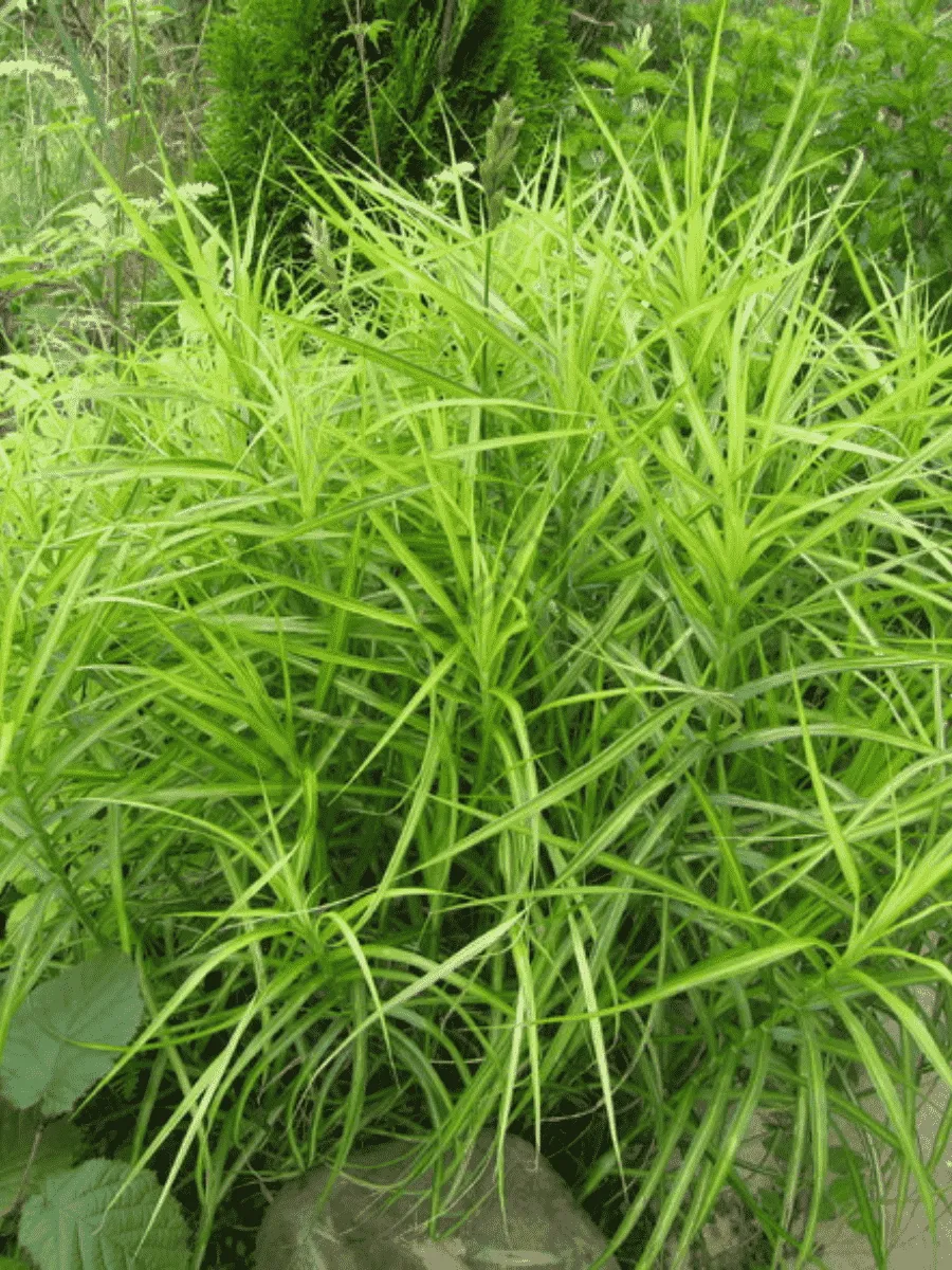 Осока пальмолистная