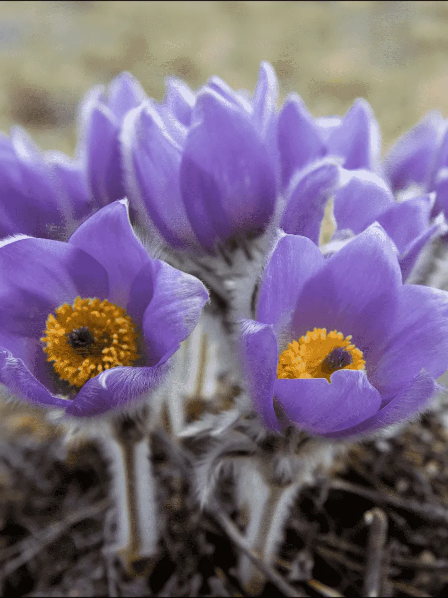 Прострел весенний