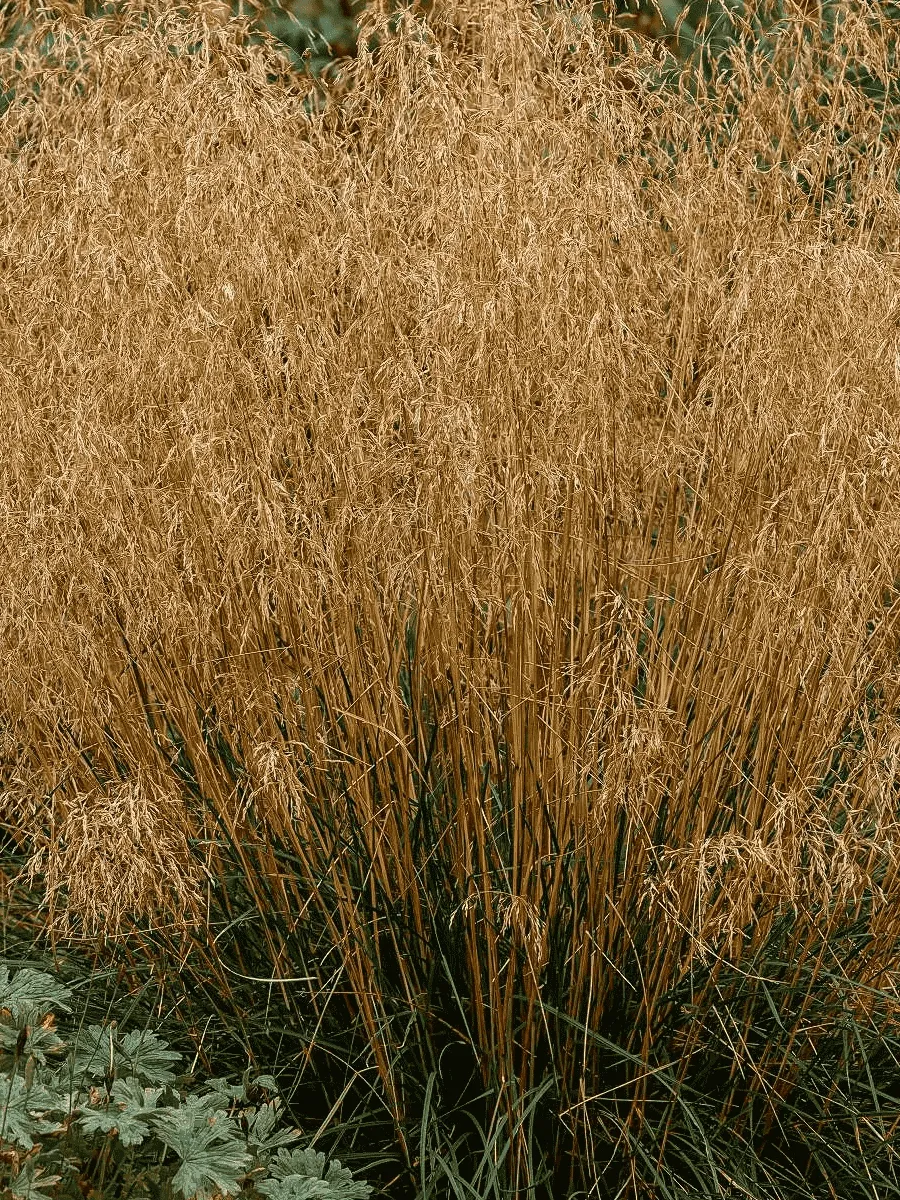 Щучка дернистая Bronzeschleier