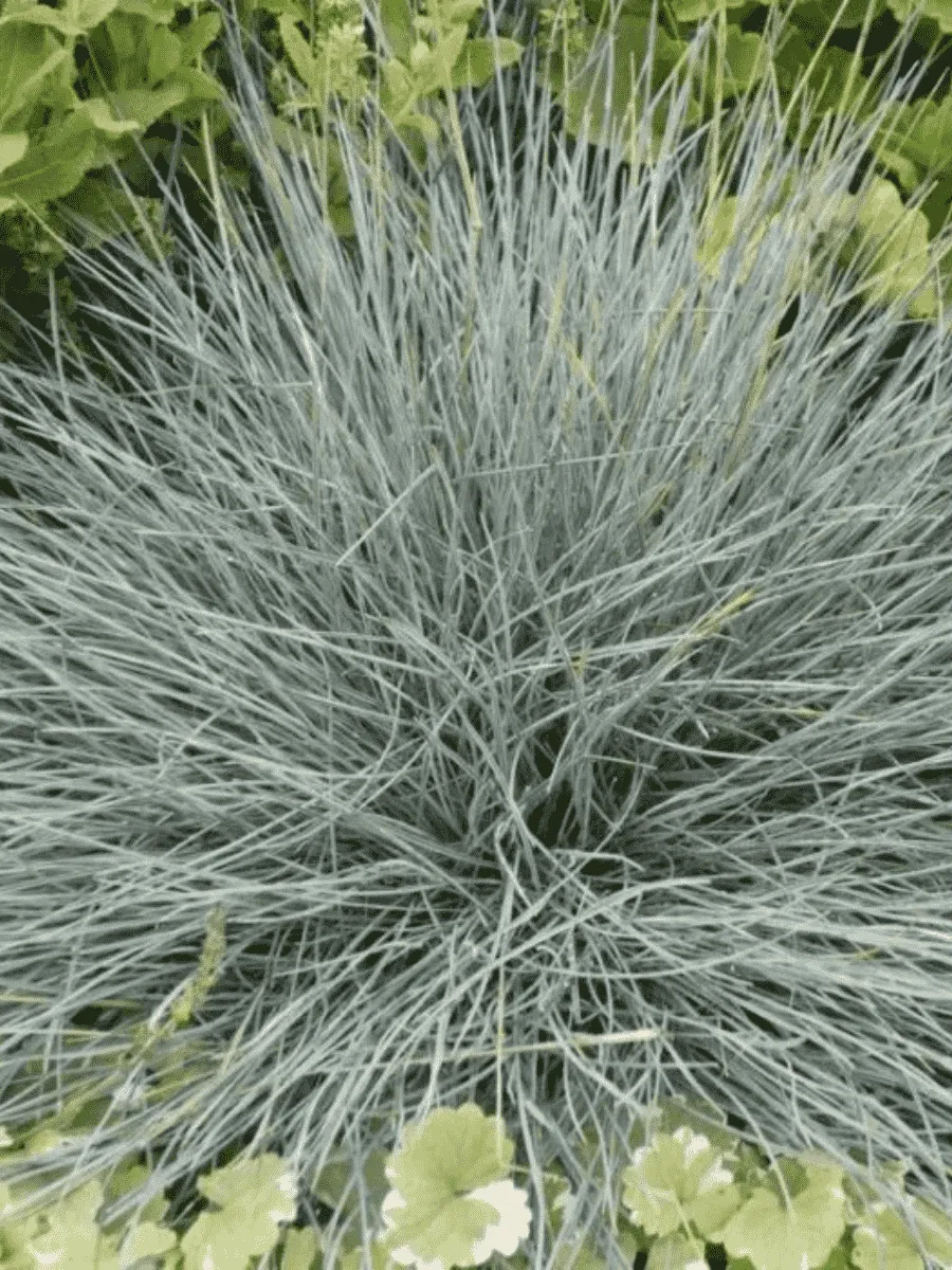 Овсяница Festina