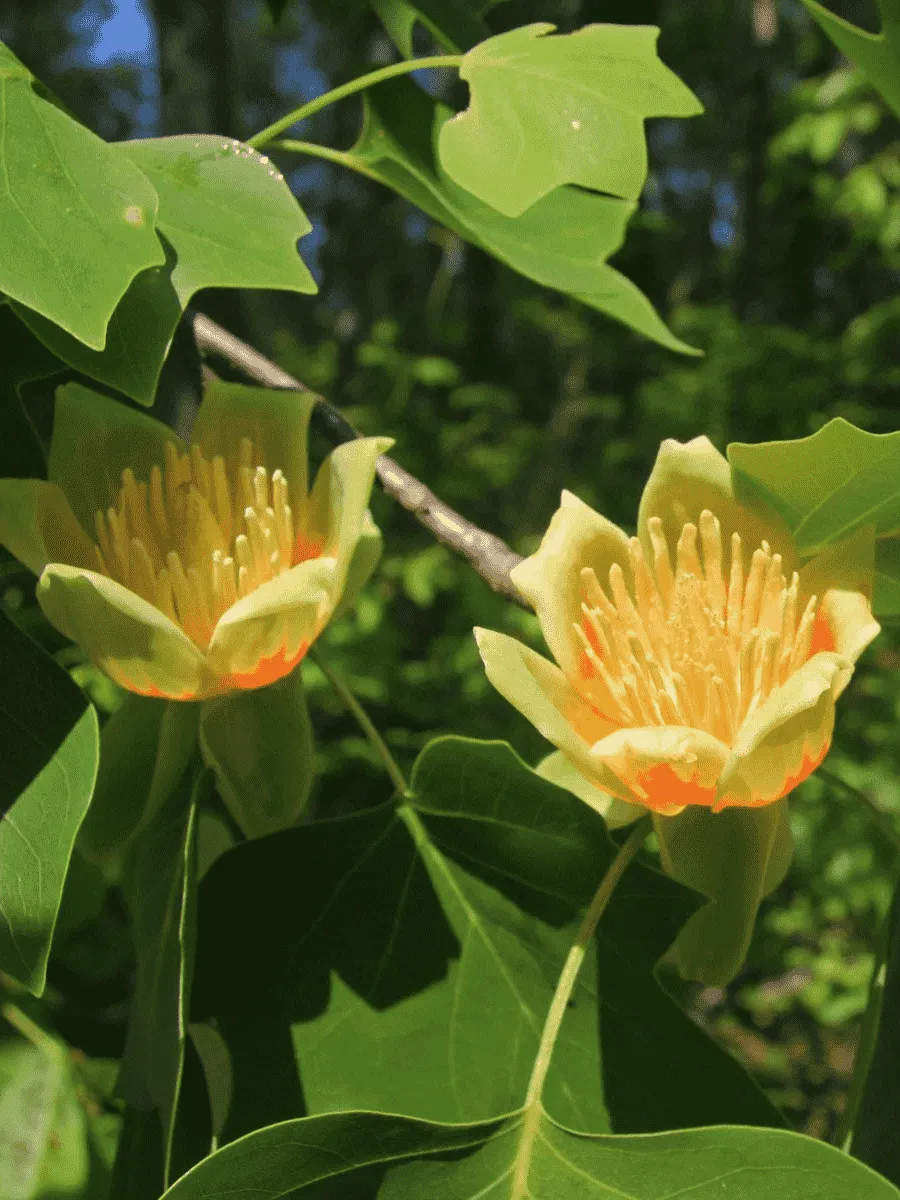 Лириодендрон тюльпановый