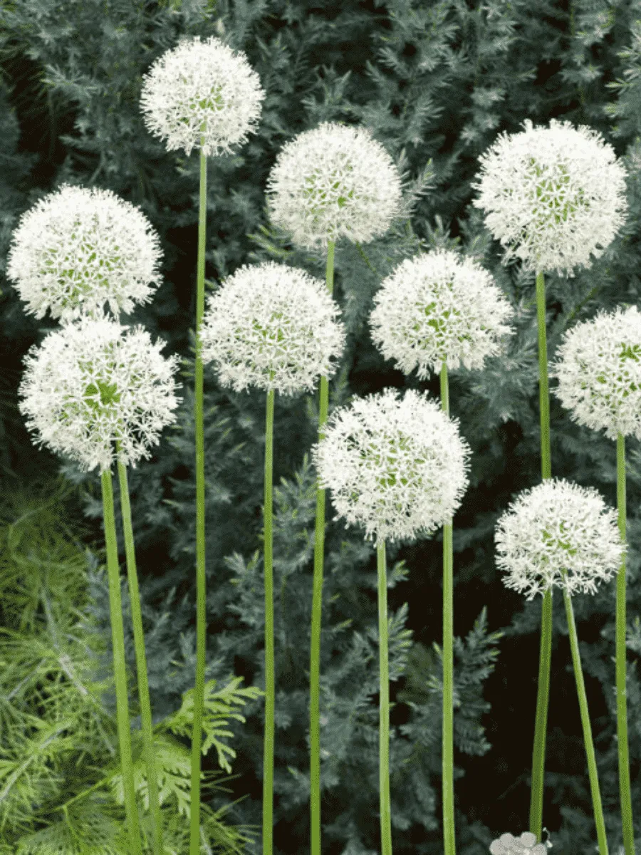 Лук декоративный Mount Everest