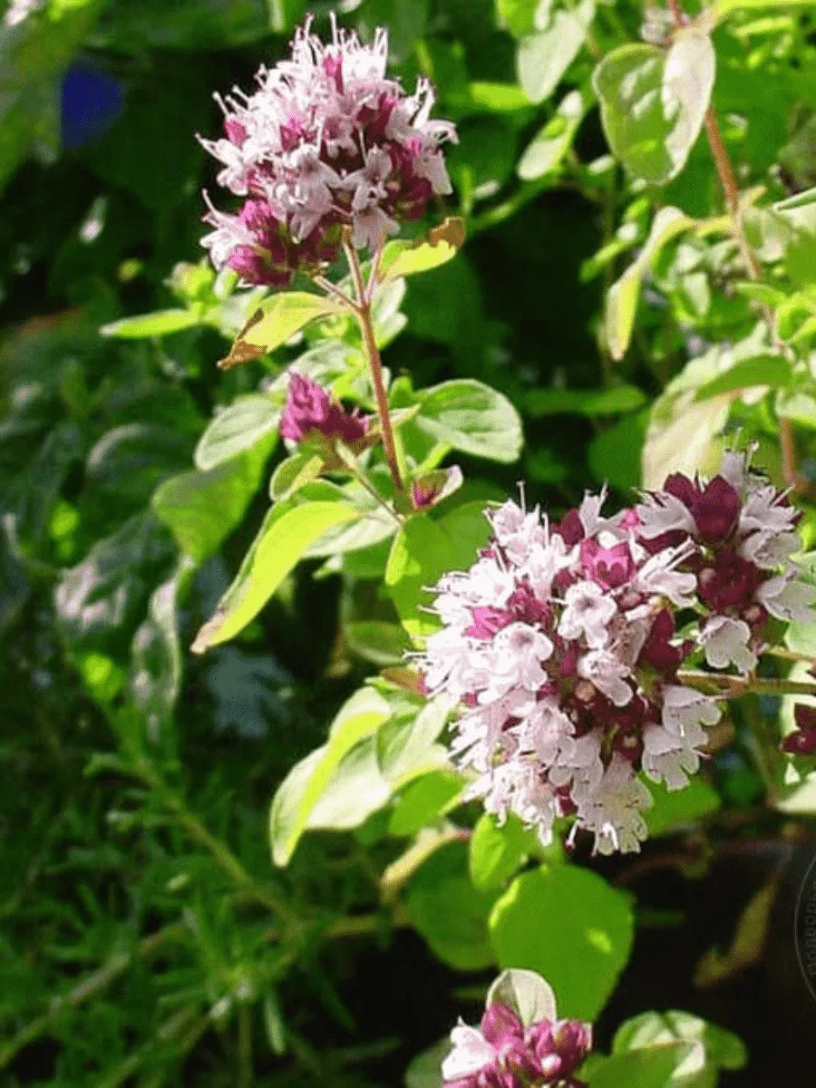 Душица обыкновенная Green