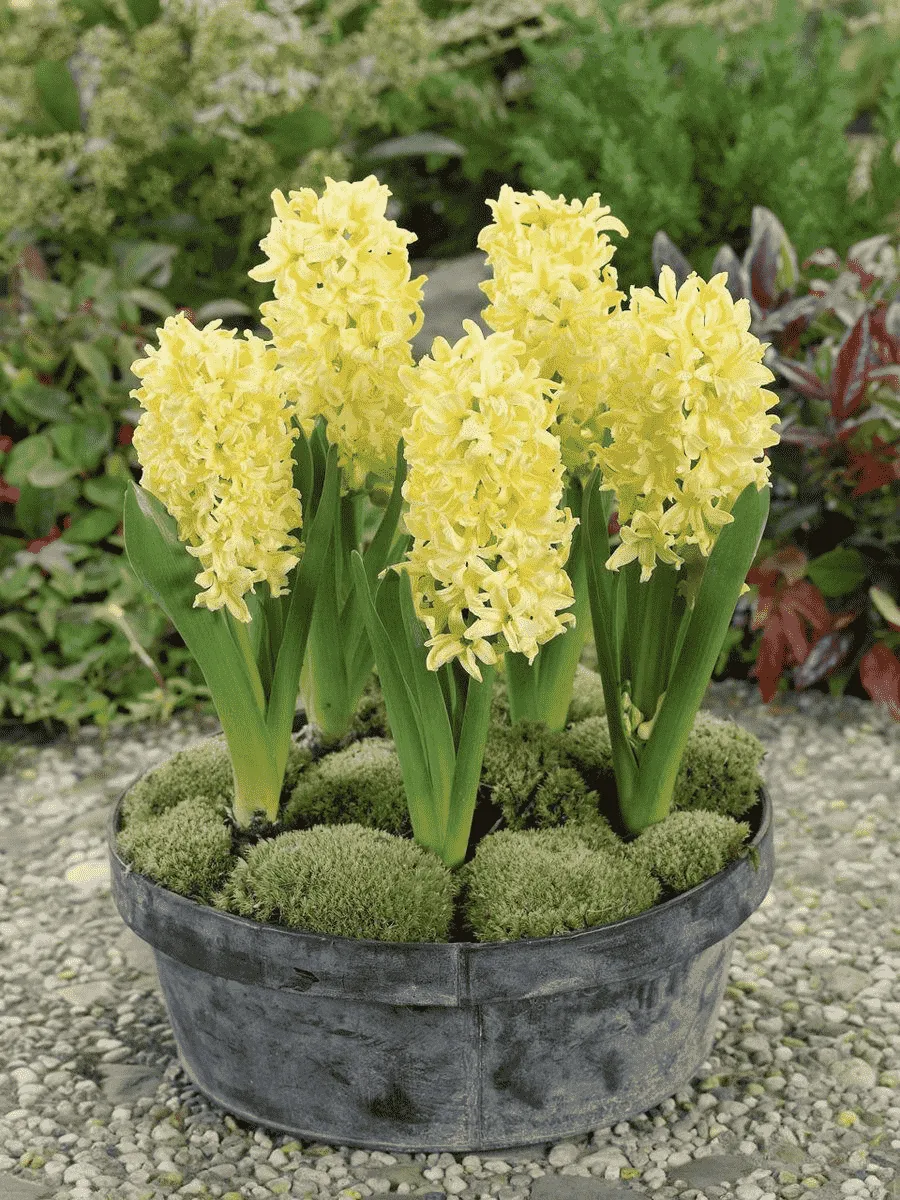 Гиацинт Gipsy Princess