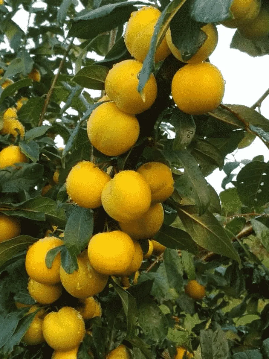 Алыча гибридная Лодва