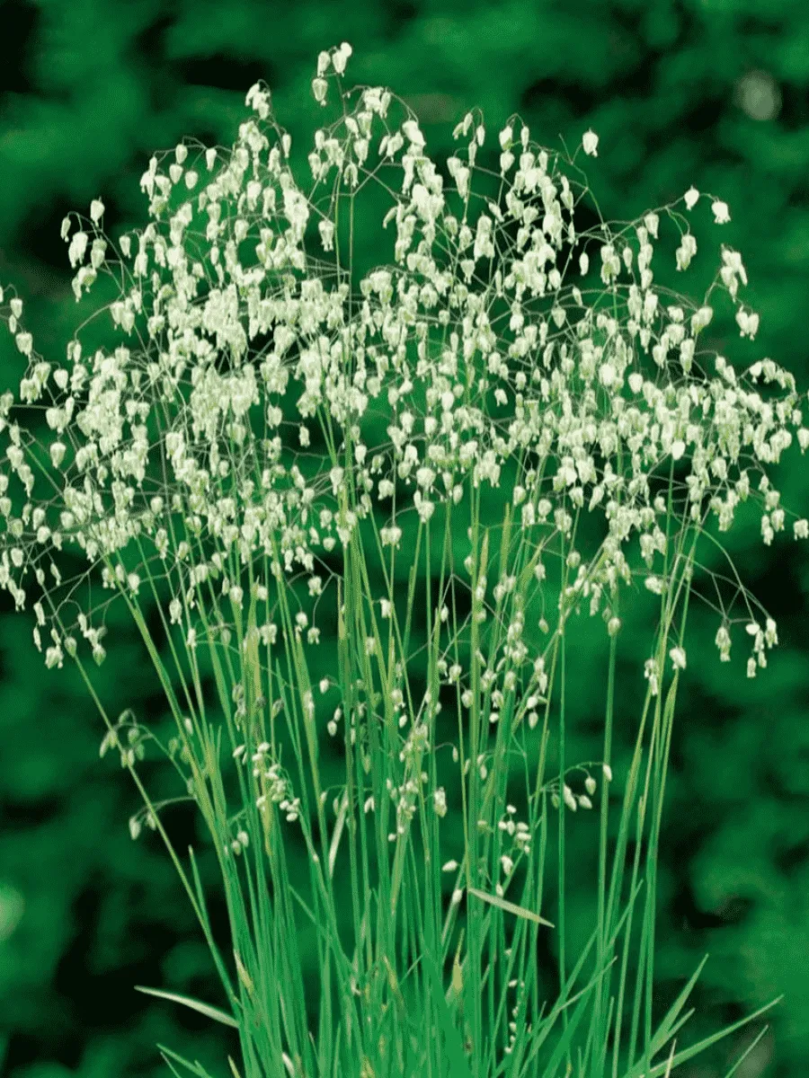 Бриза средняя