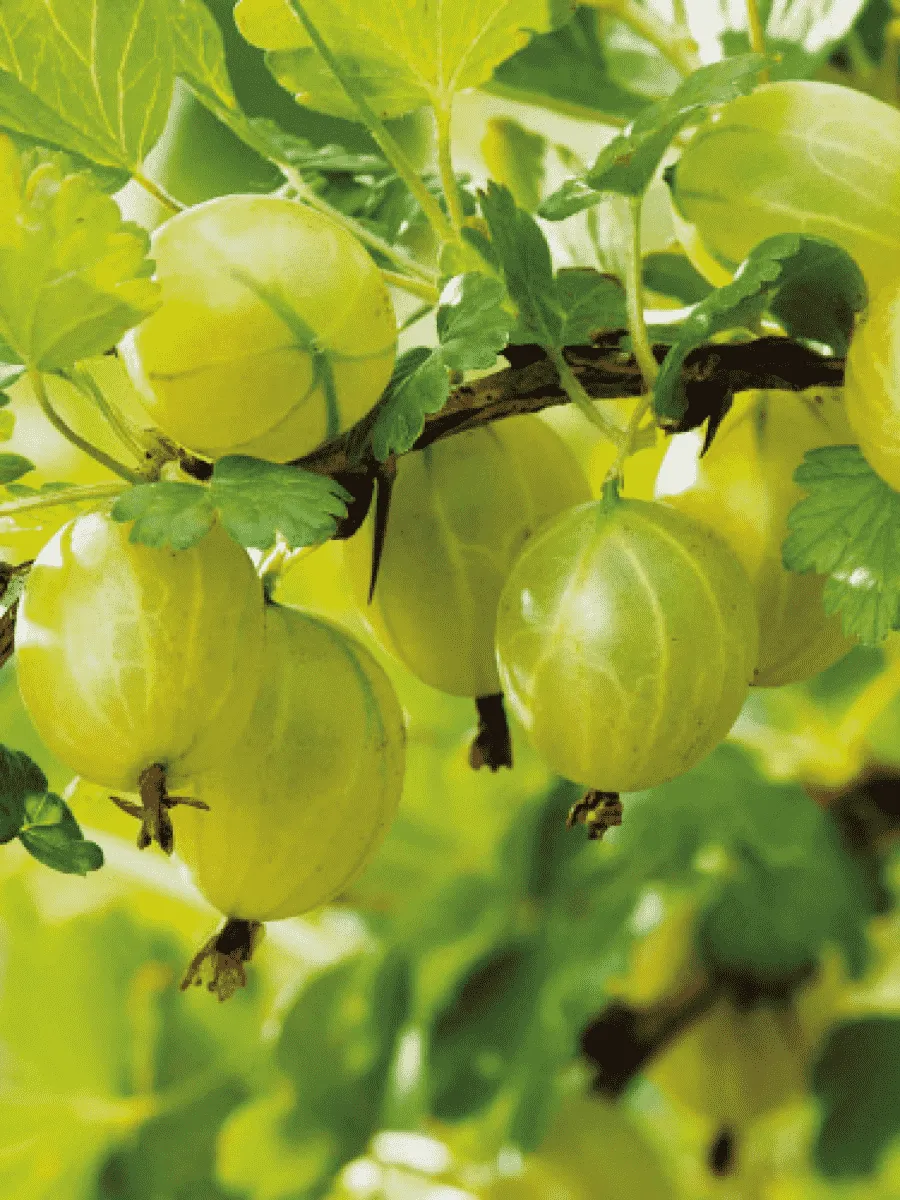 Крыжовник Мукуринес 1-2 года