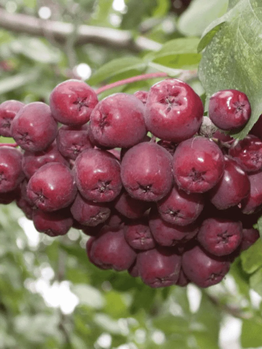 Рябина сладкоплодная Десертная Мичурина