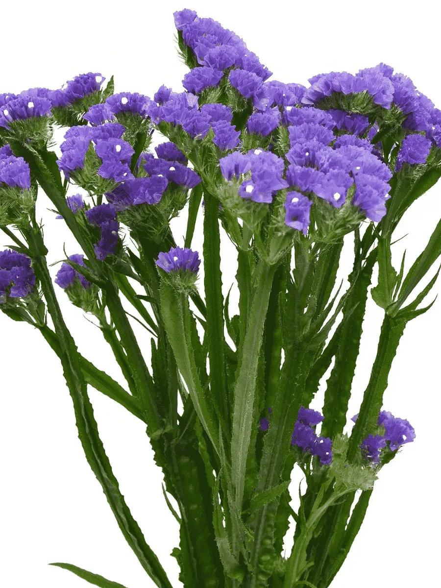 Лимониум Hipster Blue