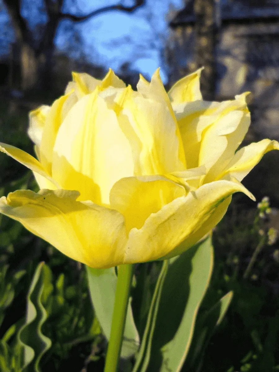 Тюльпан Махровый Monte Sweet