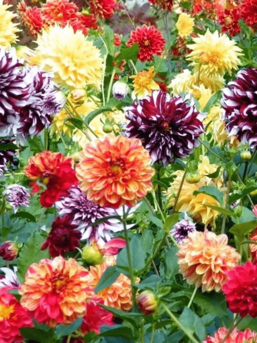 Георгин Dahlietta Select Mix