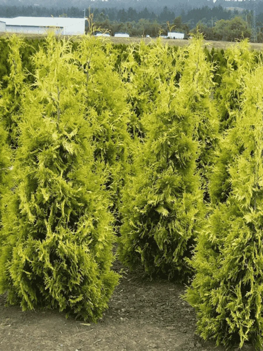 Туя западная Yellow Ribbon