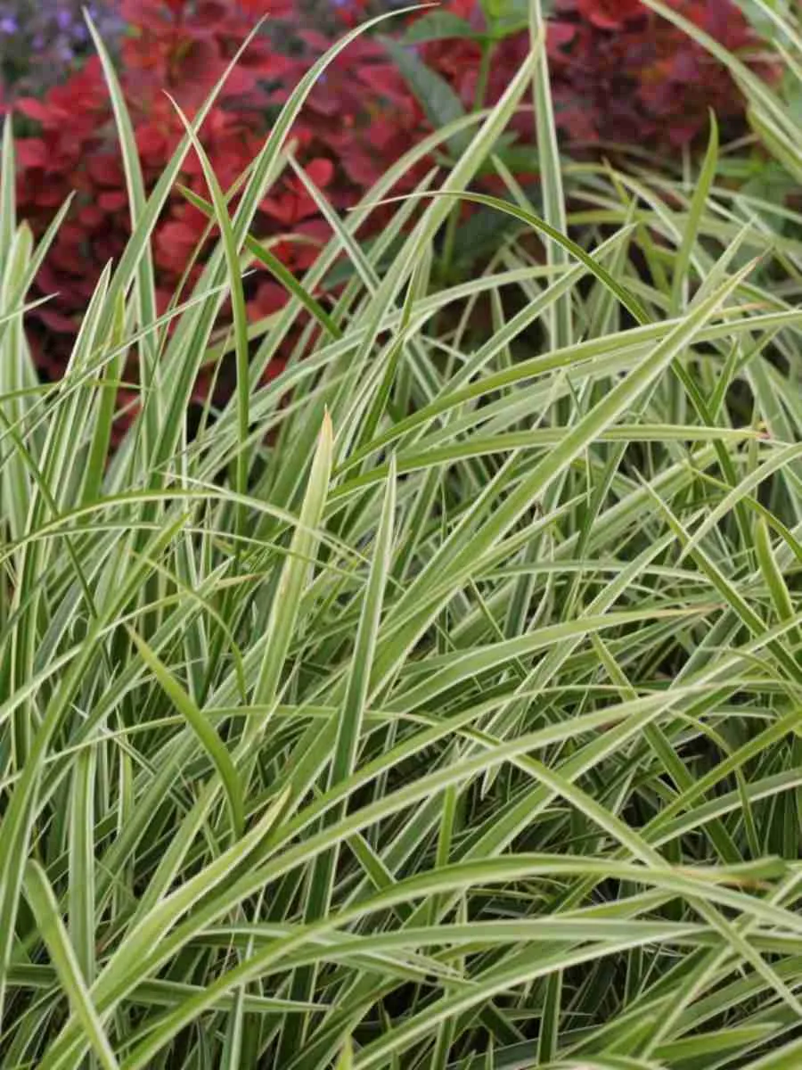 Осока Морроу Ice Dance