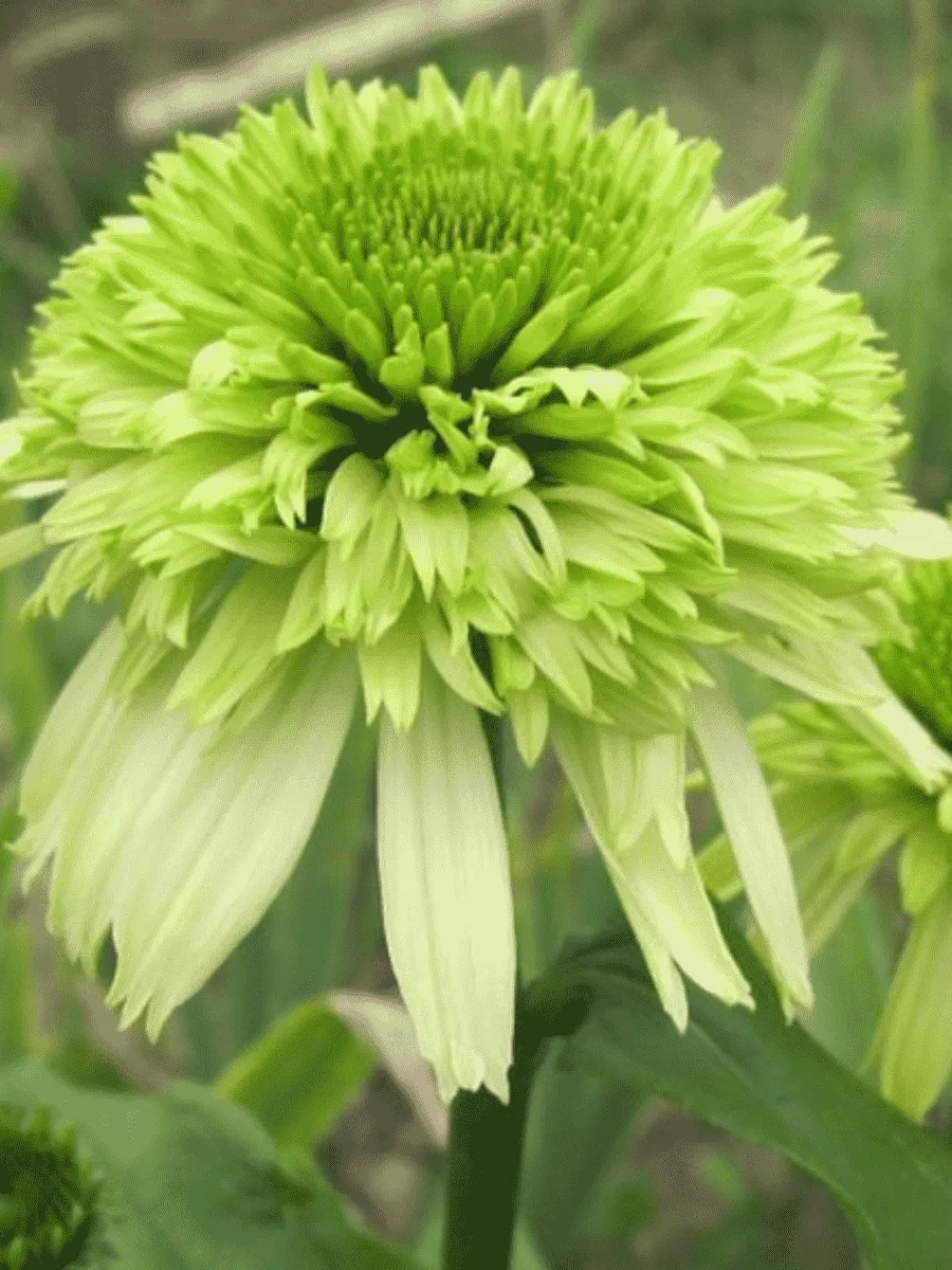 Эхинацея пурпурная Honeydew