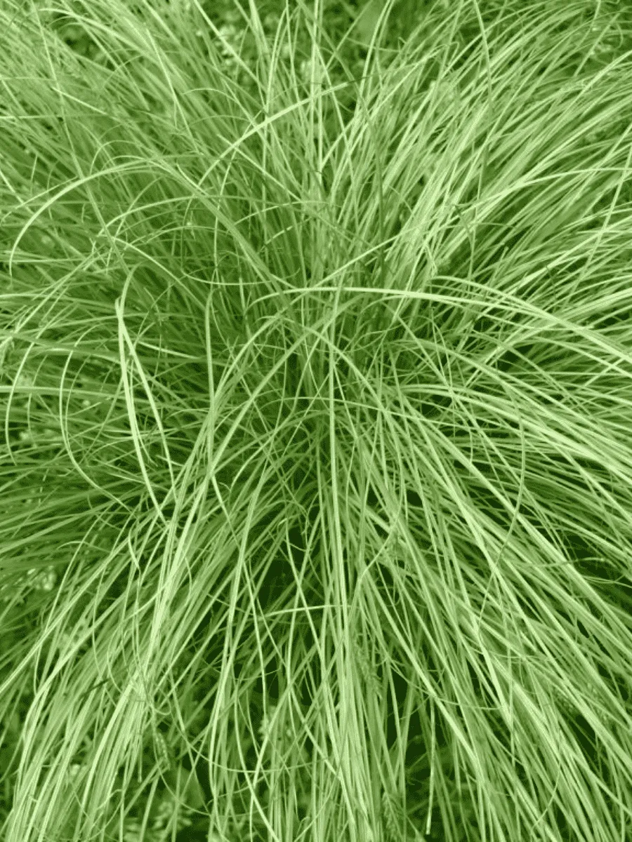 Осока власовидная Frosted Curls