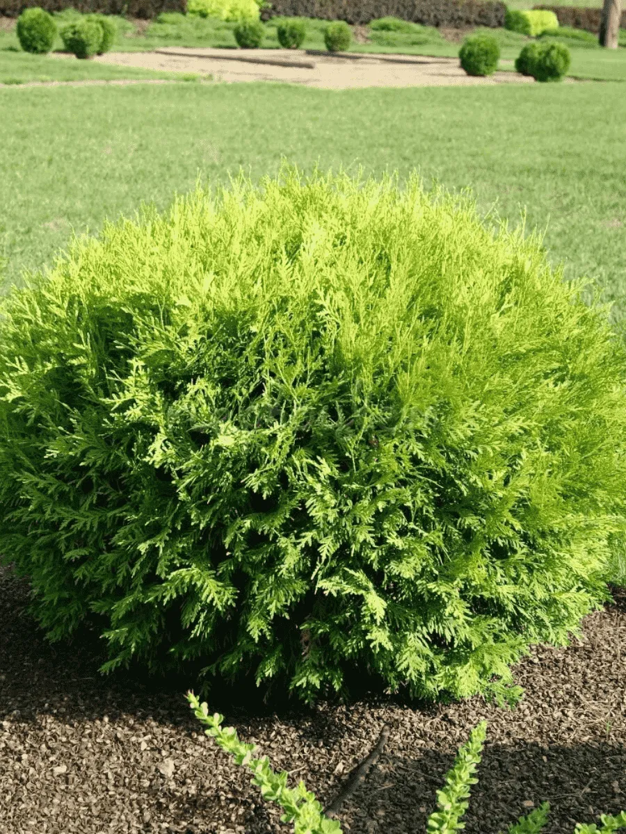 Туя западная Globosa Aurea