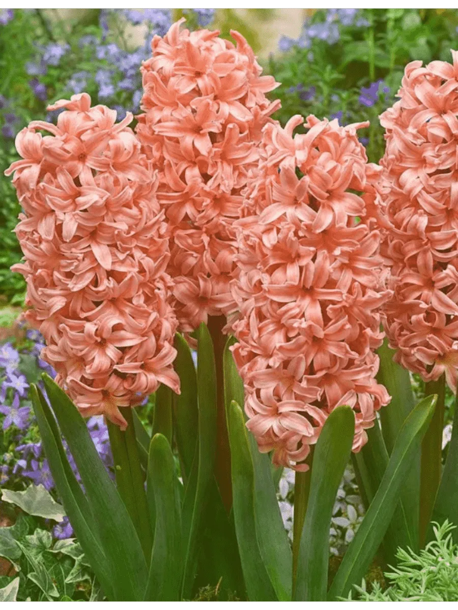 Гиацинт Gipsy Queen