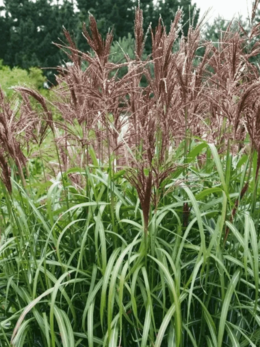 Мискантус китайский Malepartus