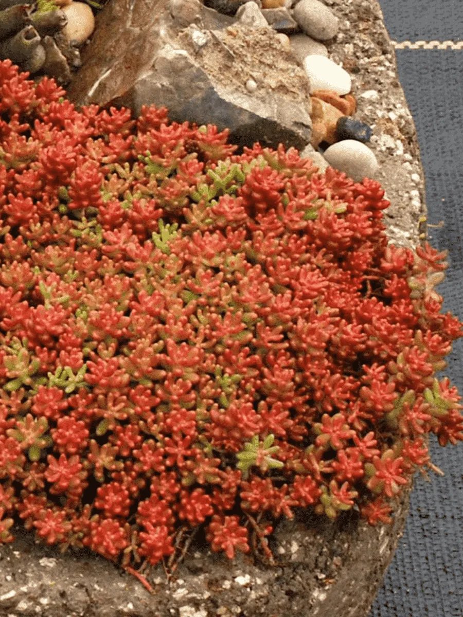 Очиток белый Coral Carpet
