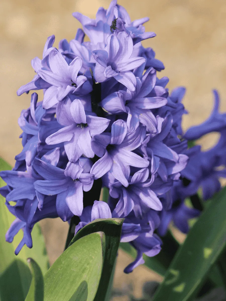 Гиацинт Minos