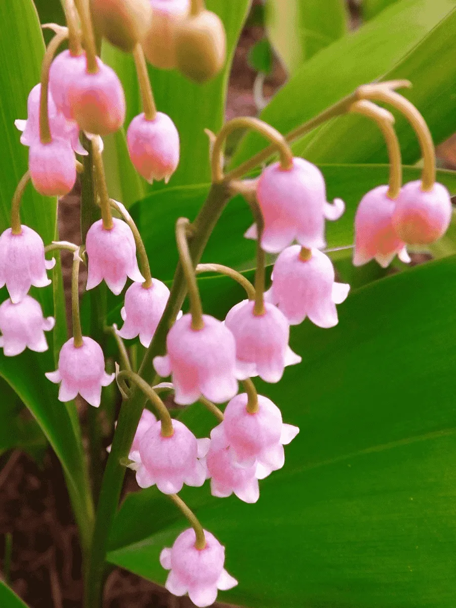 Ландыш майский Rosea