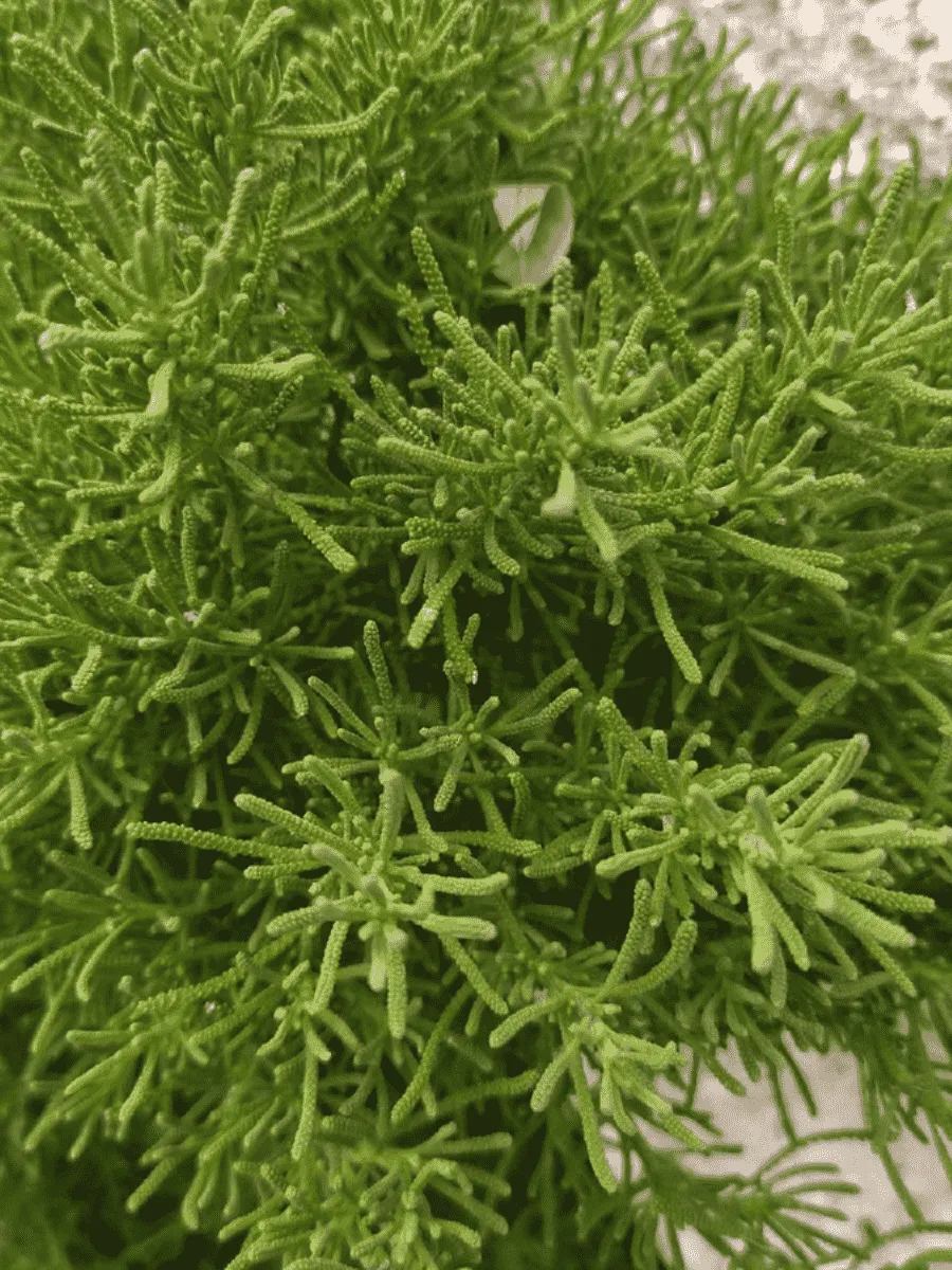 Сантолин Oliver