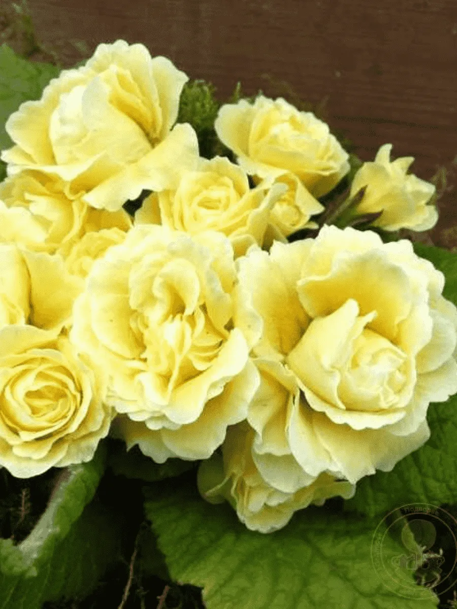 Примула обыкновенная Bonheur