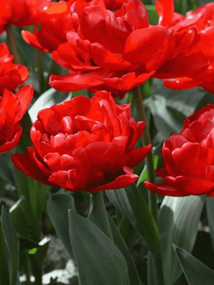 Тюльпан Махровый Emblazon