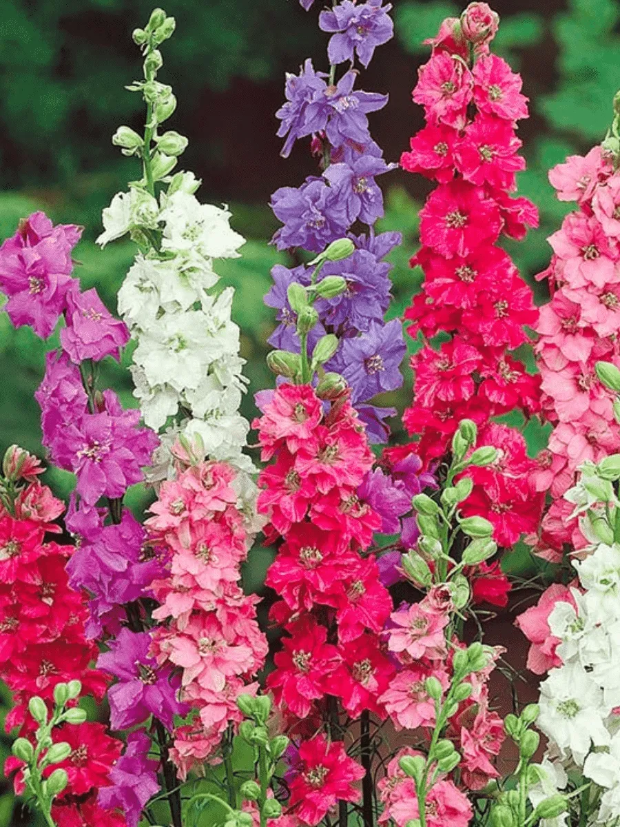 Дельфиниум консолида QIS mix