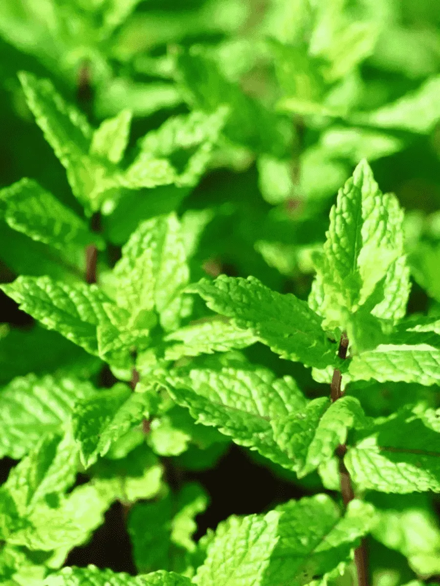 Мята перечная Garden mint