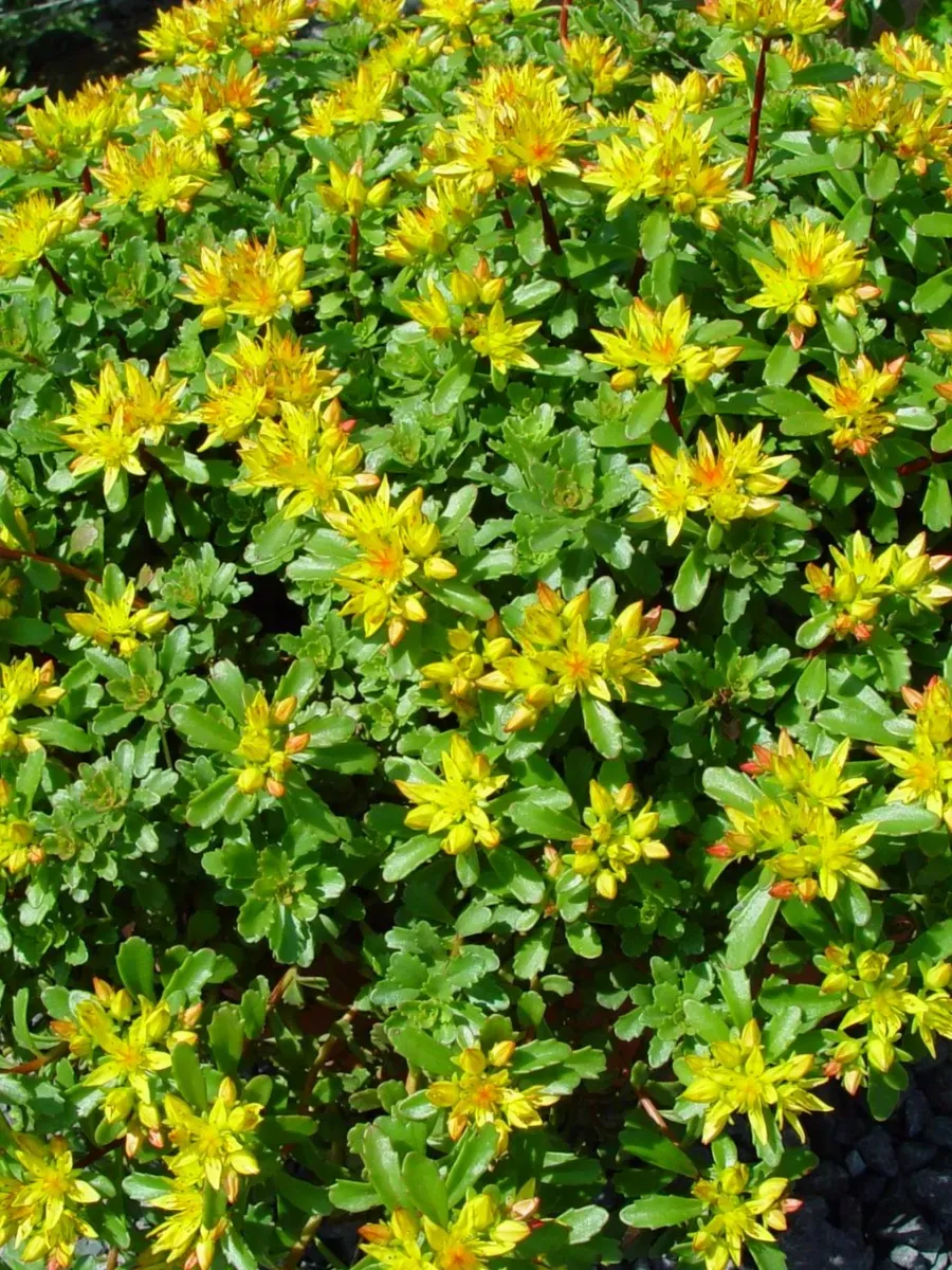 Очиток ложный жёлтый