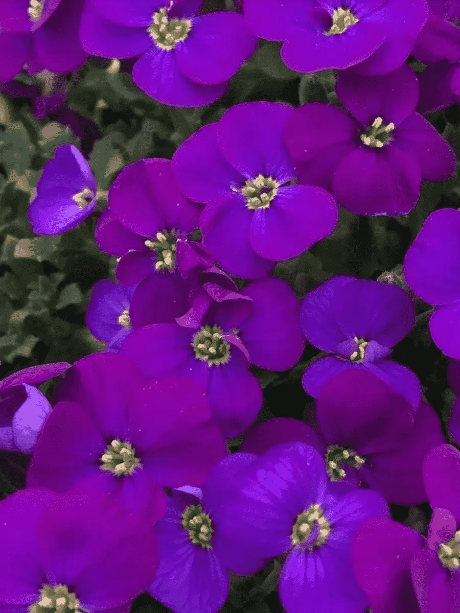 Аубриета Audrey Purple Shades