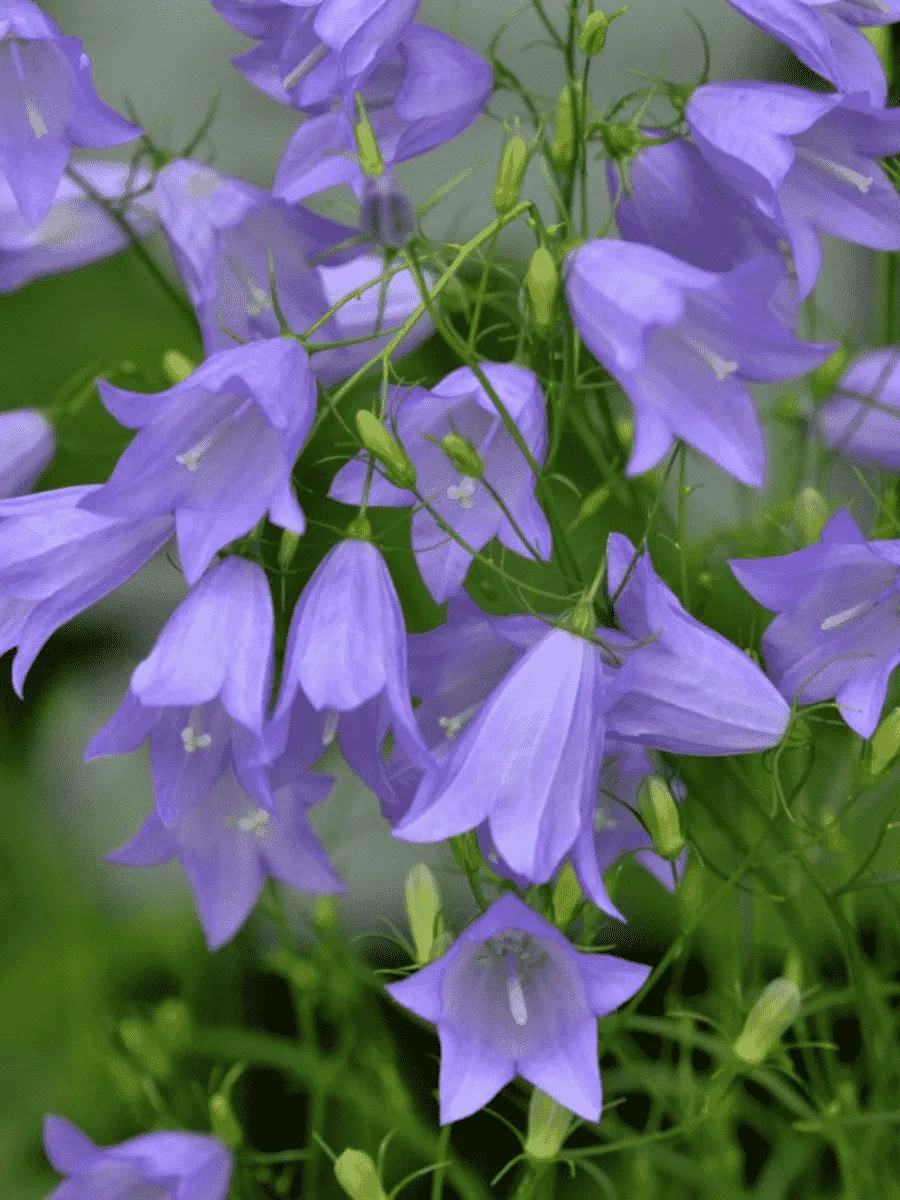 Колокольчик