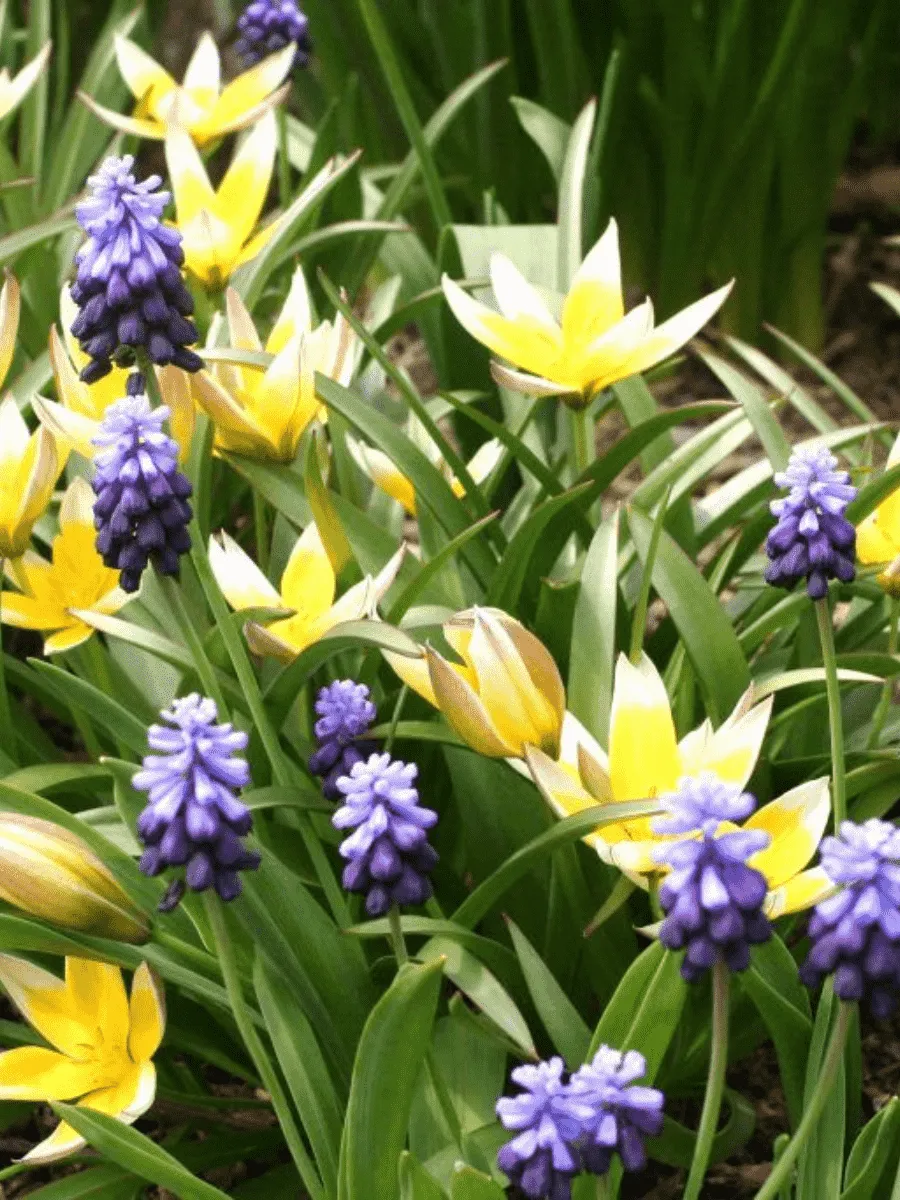 Набор луковиц Мускари - Тюльпан ботанический