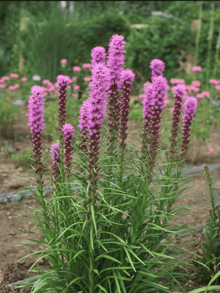 Лиатрис Spikata