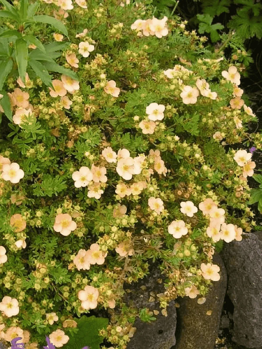 Лапчатка кустарниковая Daydawn