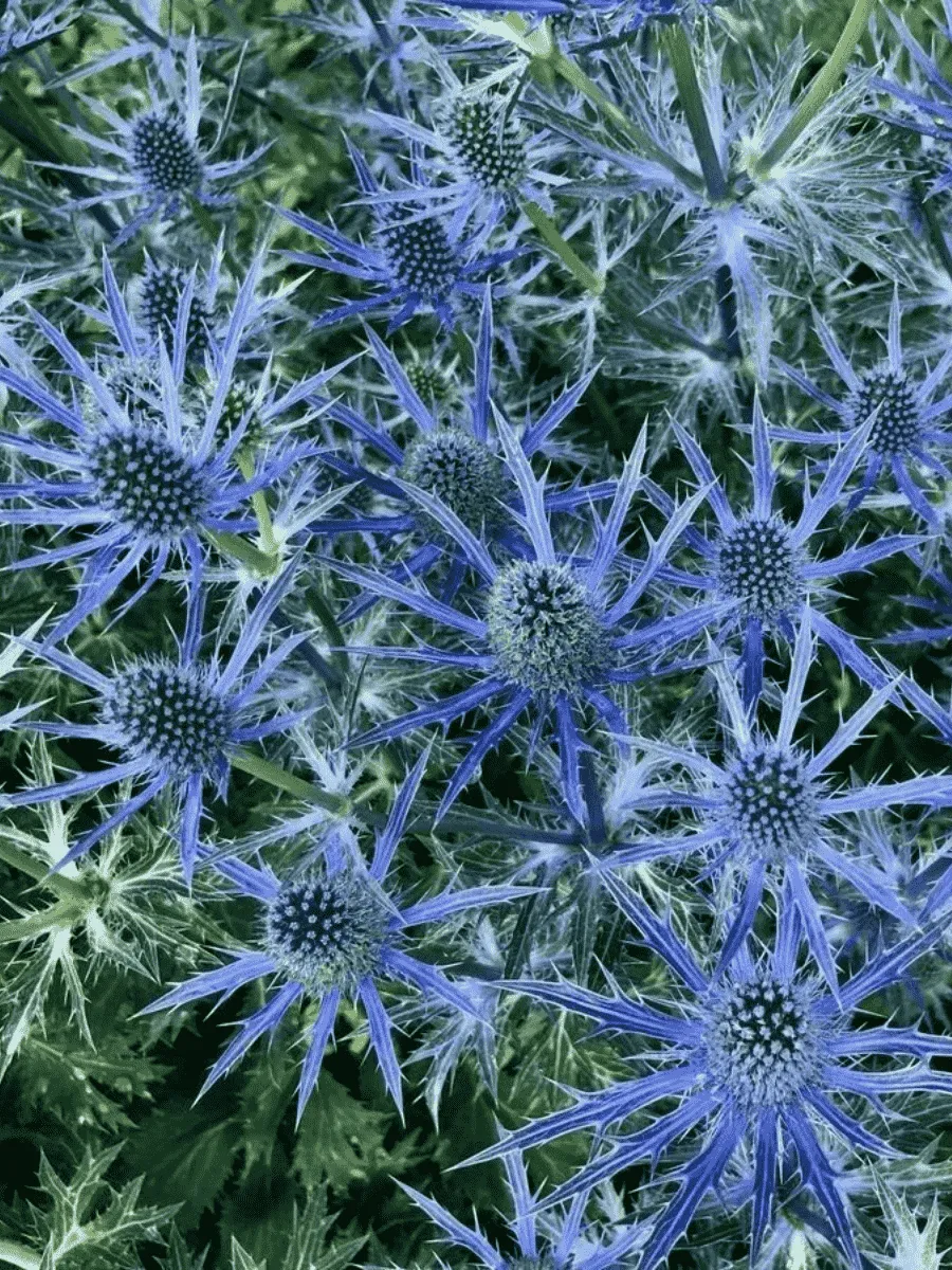 Синеголовник