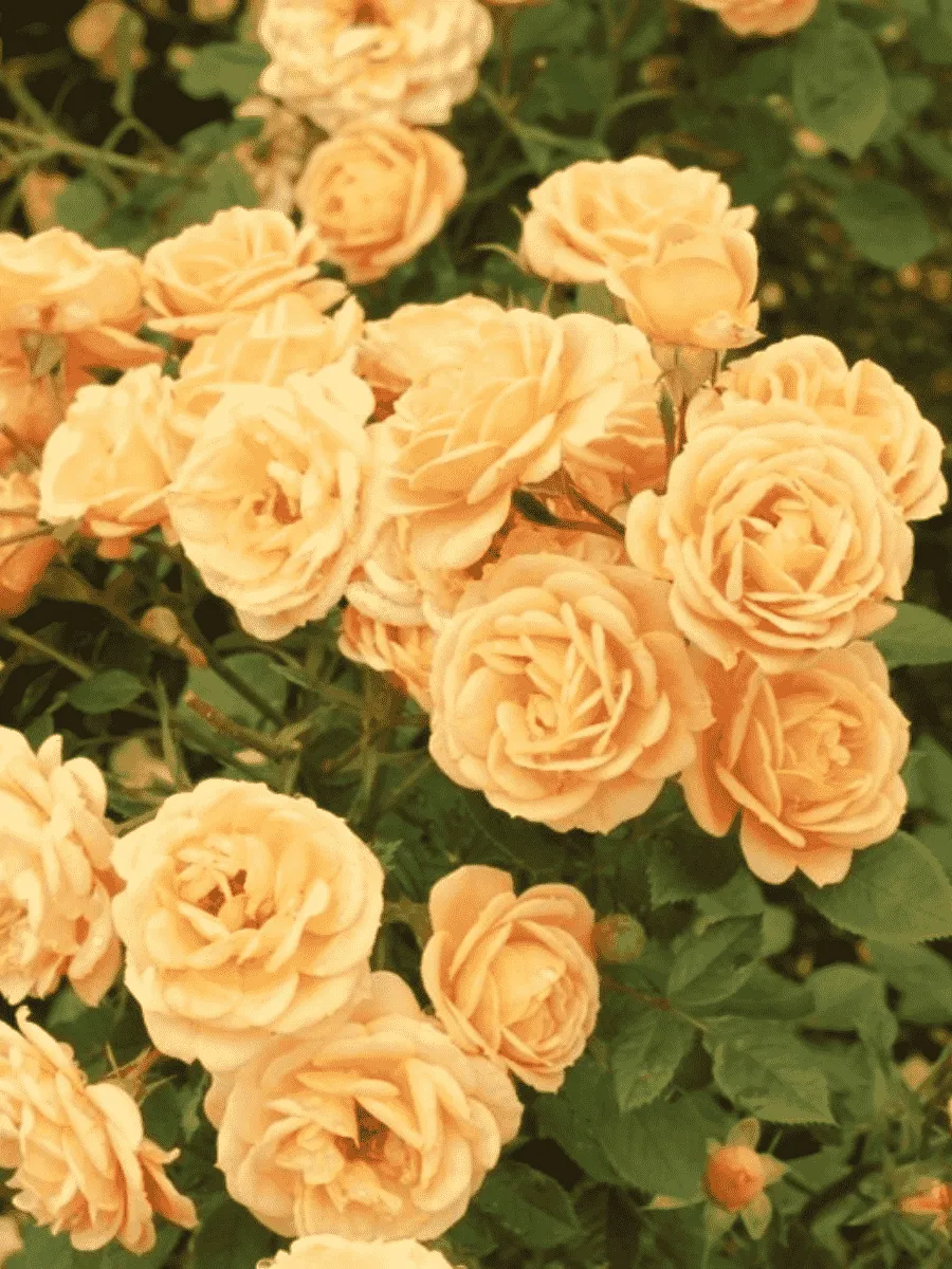 Роза Миниатюрная Clementine