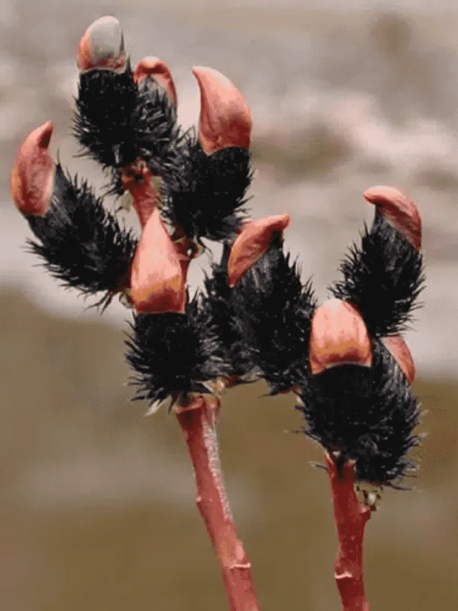 Ива тонкостолбиковая черная Меланостахис