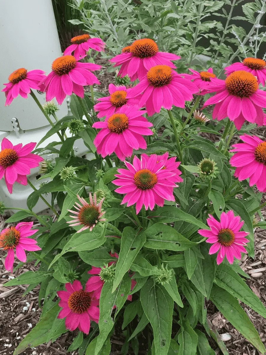 Эхинацея пурпурная Pow Wow Wild Berry