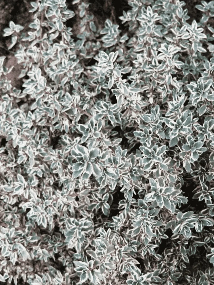 Тимьян лимоннопахнущий Silver Queen