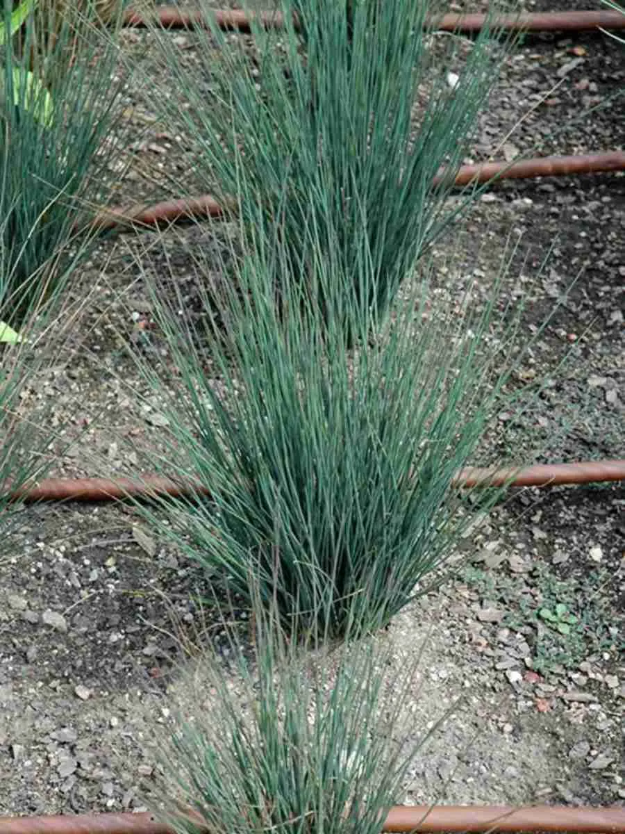 Ситник Blue Dart